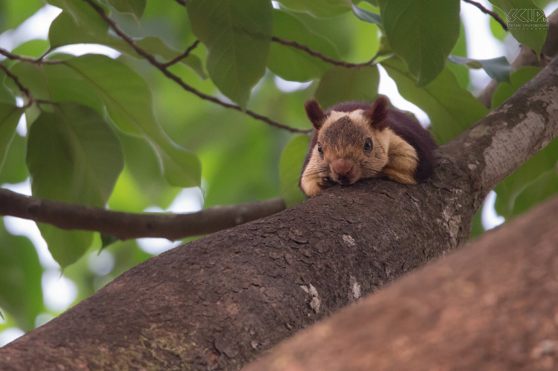 Dandeli - Indian giant squirrel The Indian giant squirrel or Malabar giant squirrel (Ratufa indica) is a large but cute squirrel that lives in southern India. Their body length varies around 36cm and the tail length is approximately 0.6m. Stefan Cruysberghs